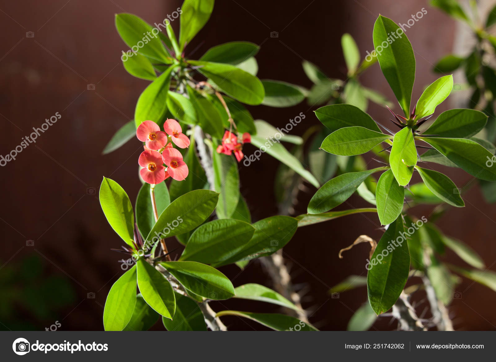 ハナキリンまたは赤い花ととげのあるキリスト緑工場 ストック写真 C Alexander Safonov ハナキリンまたは赤い花ととげのあるキリスト緑工場 ストック写真 C Alexander Safonov