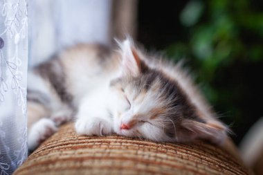 uyku dumanlı kedi closeup