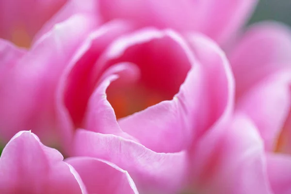 Różowe tulipany zbliżenie, pąki lekko uchylone. Selektywny fokus — Zdjęcie stockowe