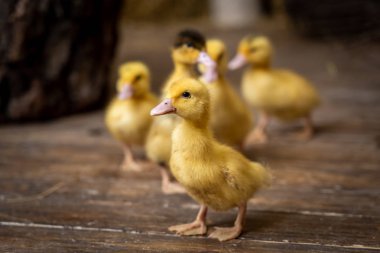 birçok küçük ördek yavrusu lideri izleyin