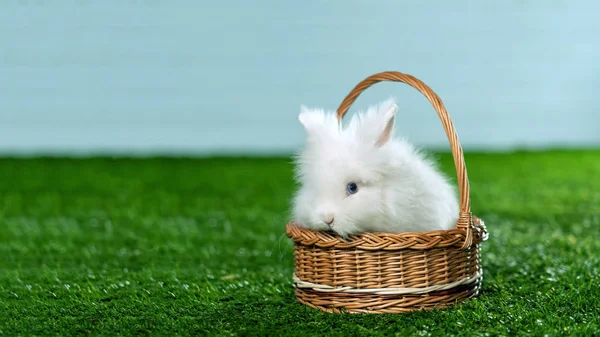 Sull'erba verde artificiale è un cesto con un coniglio bianco — Foto Stock