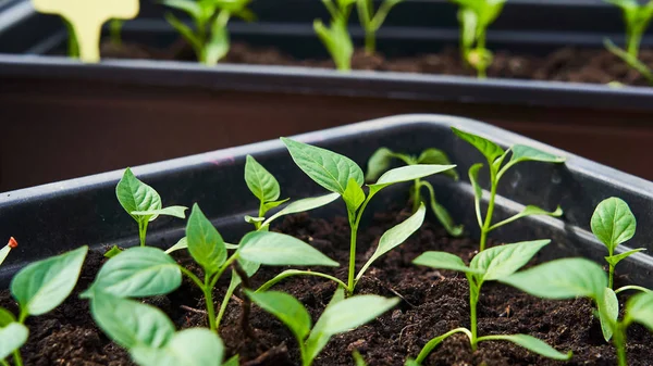 Plant seedling seedlings of pepper — Stock Photo, Image
