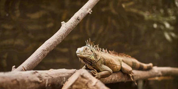 Hayvanat bahçesinde dalları ile sürünen iguana kertenkele — Stok fotoğraf