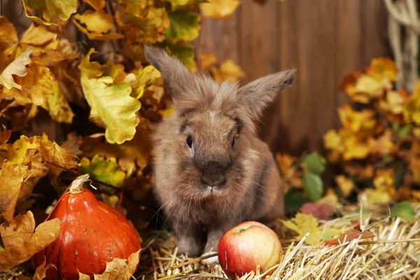 Coniglio decorativo in autunno, seduto su un pagliaio o — Foto Stock