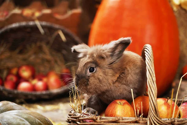 Dekoracyjny królik w miejscu jesiennym, siedzący wśród Pumpkin — Zdjęcie stockowe