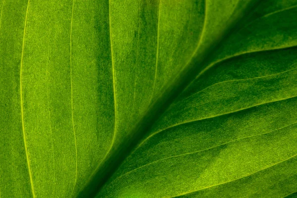 Fondo abstracto de la naturaleza a rayas verdes, tono vintage. verde te —  Fotos de Stock