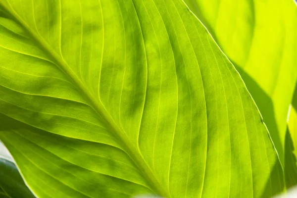 Fondo abstracto de la naturaleza a rayas verdes, tono vintage. verde te —  Fotos de Stock