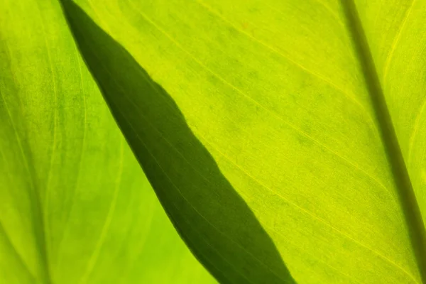 Fondo abstracto de la naturaleza a rayas verdes, tono vintage. verde te —  Fotos de Stock