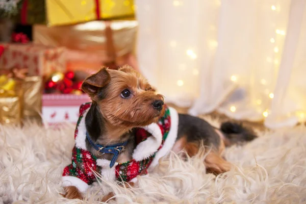 Happy New Year, Christmas, puppy. — Stock Photo, Image