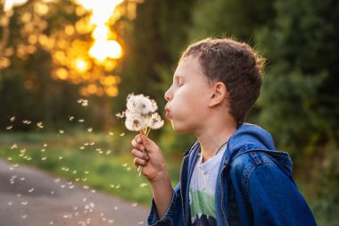 Küçük şirin çocuk yaz günbatımında bir karahindibaya üfledi. Bir çocuk bir demet kabarık karahindiba tutar ve üzerlerine üfler ve çiçek tohumları uçar gider..