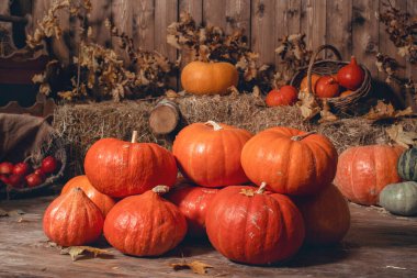 Cadılar Bayramı için güzel balkabakları, saman ve yapraklarla kaplı ahşap zeminde, şenlikli bir dekorasyon olan eski bir ahırda yatar. Büyük hasat, sebze hasadı. Şükran Günü