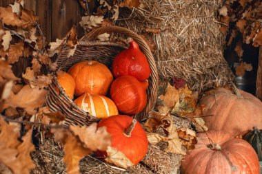 Cadılar Bayramı için güzel balkabakları samanlıkta sepetin üzerinde, eski bir ahırda yapraklarla, tatil süslemeleriyle. Büyük hasat, sebze hasadı. Şükran Günü. Sonbahar arkaplanı. Desen. Yan görünüm.