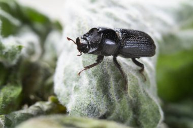 Avrupa gergedan böceğinin yan görüntüsü. Yeşil bir nane yaprağında Oryctes Nasicornis. Doğadaki güzel bir böceğin makro fotoğrafçılığı. Kapat..