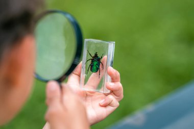 inquisitive elementary school boy studies beetle through magnifying glass in outdoor Park. examines insects in classroom with magnifying glass. Research, thirst for new knowledge. Back to school. clipart