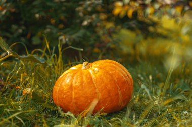Yakın plan, Cadılar Bayramı kutlamaları sırasında bahçedeki çimlerin üzerinde büyük bir portakal kabağı uzanır. Cadılar Bayramı 'nı kutlamaya hazırlanıyorum. Doğal organik sebze. Vejetaryen yemeği..