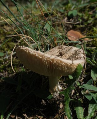 Orman mantarının yakın plan görüntüsü. Orman zemininde çimenlerin ve yosunların arasında görünen solungaçları var.