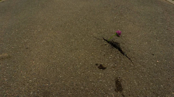 Yoncalar asfalttan büyür.