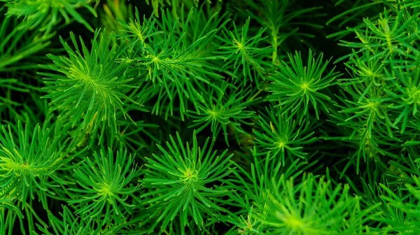 Makro fotoğrafçılıkta noel ağacı iğne yapar.