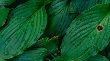 yeşil bitki yapraklarının arkaplanı