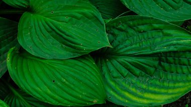 Bitkilerin Tam Çerçevesi