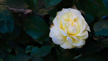 Bahçede yeşil yapraklı beyaz gül çiçeği