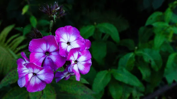 Pieno Fotogramma Fiori Rosa — Foto Stock