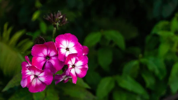 Rood Roze Bloem Een Groene Achtergrond Close — Stockfoto