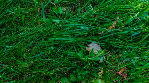 Yeşil çimenlerin arkaplanı kapat