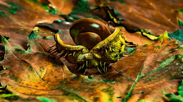 Akçaağaç yapraklarının arka planında açık kestane