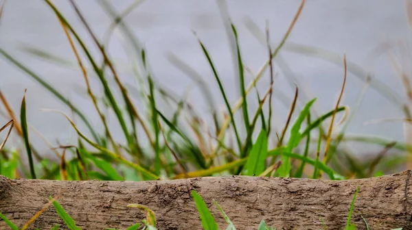 Ölü bir günde arka planda çimenlerin üzerindeki ağaç