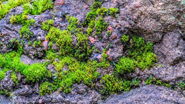 Taşın üstünde yosun yetişiyor. güneşli bir gün