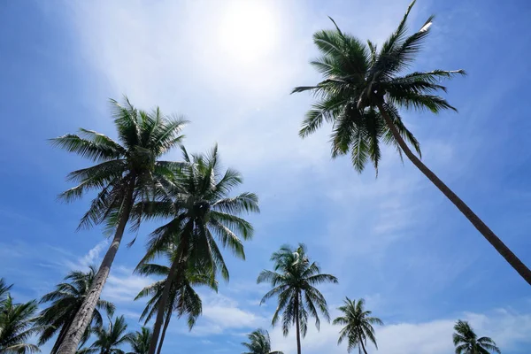Palme Sfondo Cielo Blu Viaggi Estate Vacanze Spiaggia Tropicale Palme — Foto Stock