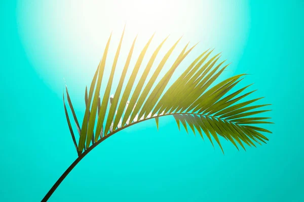 ココナッツのヤシの木の緑の葉 創造的な緑の木の葉 ビンテージ トーン — ストック写真