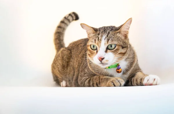 Retrato Beautifulbrown Gato Aislado Una Silla Blanca —  Fotos de Stock