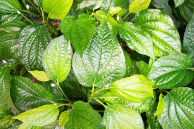 Closeup yeşil yaprak doğa arka planı için . 
