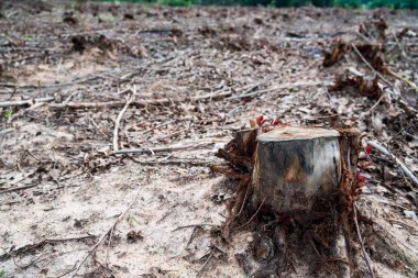 satır eski kesilmiş ağaç kütükleri ormansızlaşma, çevre sorunlarına neden kurutulmuş .