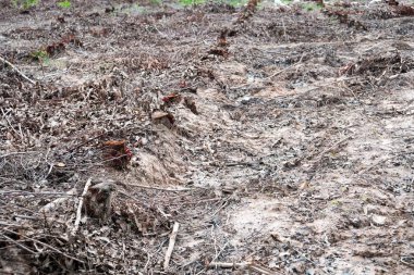 satır eski kesilmiş ağaç kütükleri ormansızlaşma, çevre sorunlarına neden kurutulmuş .