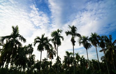 Mavi gökyüzü arka plan üzerinde palmiye ağaçları. seyahat, yaz, tatil ve tropikal plaj .