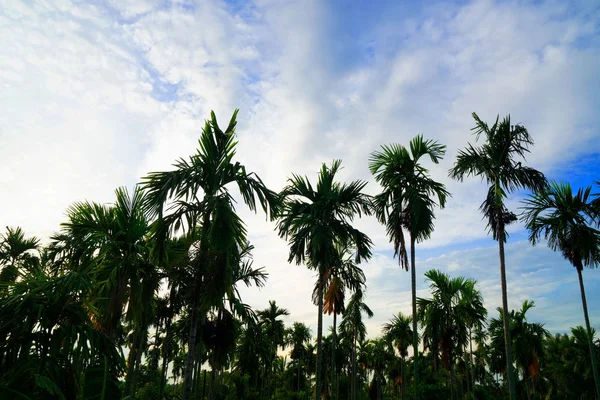 Palme Sfondo Cielo Blu Viaggi Estate Vacanze Spiaggia Tropicale — Foto Stock