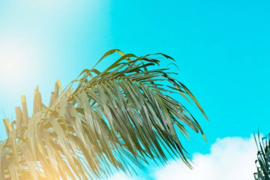 Palmiye ağaçları vintage tonda, moda, seyahat, yaz, tatil ve tropikal plaj. Yaratıcı yeşil ağaç yapılmış bırakır. Hindistan cevizi palmiye ağaçları .