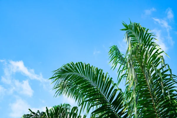 Mavi gökyüzü arka plan üzerinde palmiye ağaçları. seyahat, yaz, tatil ve tropikal plaj. Hindistan cevizi palmiye ağaçları .