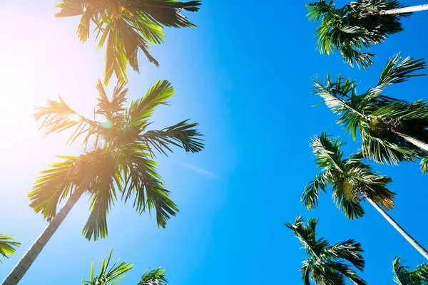 青い空を背景にヤシの木 熱帯のビーチ — ストック写真