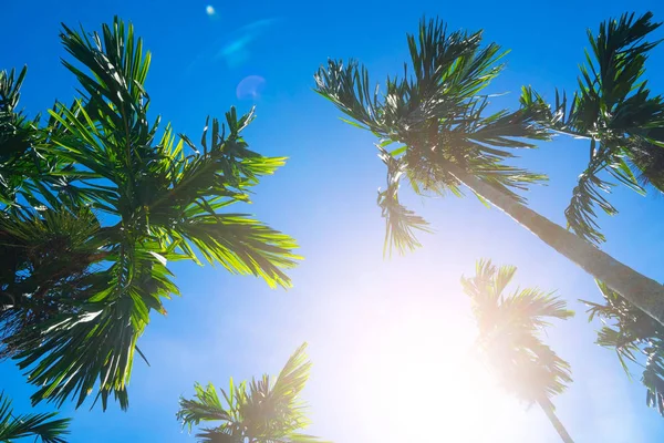 Palmeras Sobre Fondo Azul Del Cielo Viajes Verano Vacaciones Playa — Foto de Stock