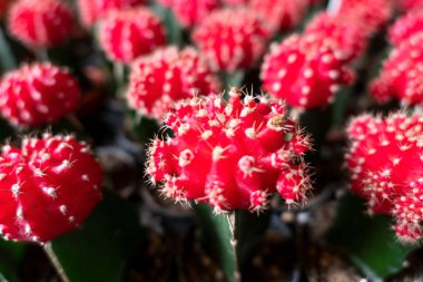 closeup birçok kırmızı kaktüs. Cactus için desen .