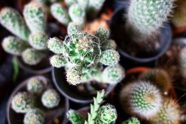 portre çoğu kaktüs yeşil. Cactus için desen .