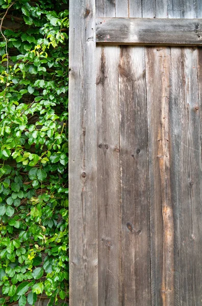 Wood and  green ornamental plants , green ivy . space for text or image . Natural background texture.