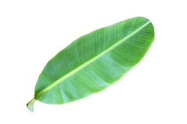 yeşil muz yaprağı, yeşil tropikal bitki örtüsü doku dosyasının kırpma yolu ile beyaz arka plan üzerinde izole .