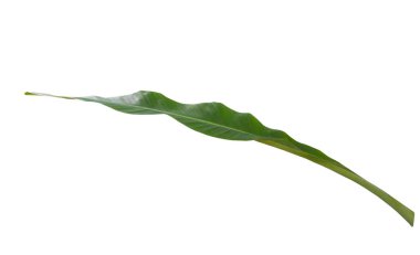 yeşil muz yaprağı, yeşil tropikal bitki örtüsü doku dosyasının kırpma yolu ile beyaz arka plan üzerinde izole .