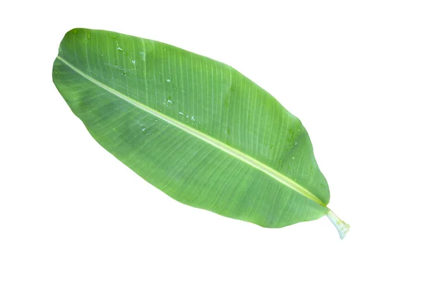 绿色的香蕉叶子 绿色的热带叶子纹理在文件的白色背景下与修剪路径隔离 — 图库照片