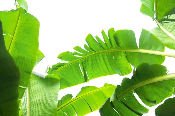 yeşil muz yaprağı, yeşil tropikal bitki örtüsü doku dosyasının kırpma yolu ile beyaz arka plan üzerinde izole .